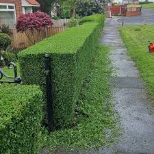 Privet hedge trimmed and shaped in Yarm with full clean-up.