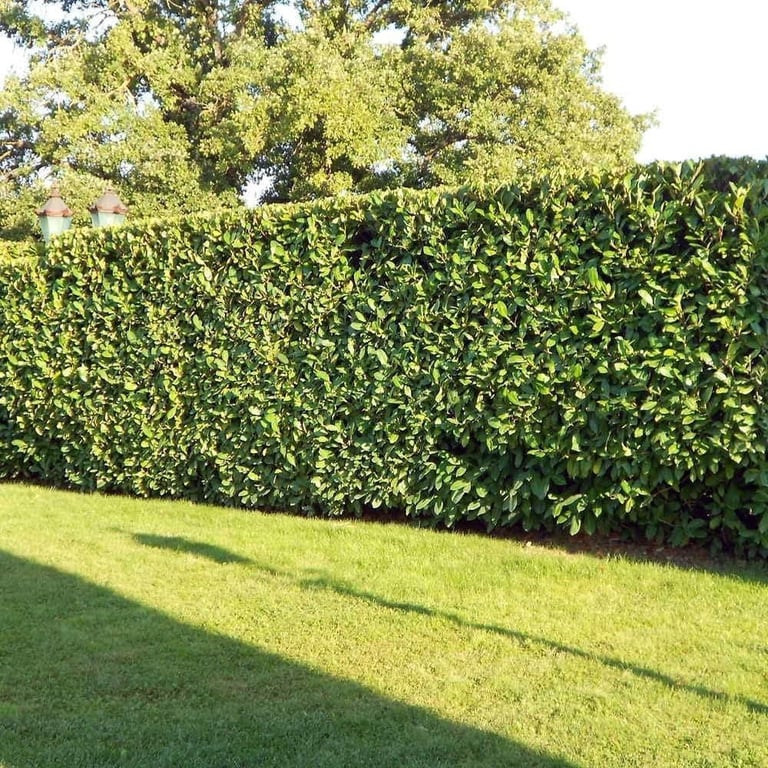 Laurel hedge lowered and faced with a straight top.