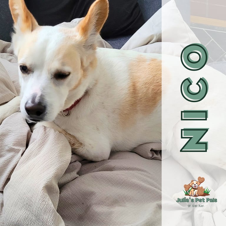 Julia's Pet Pals dog sits Nico who is a white and tan puppy wrapped up in comfy blankets in Massachusetts