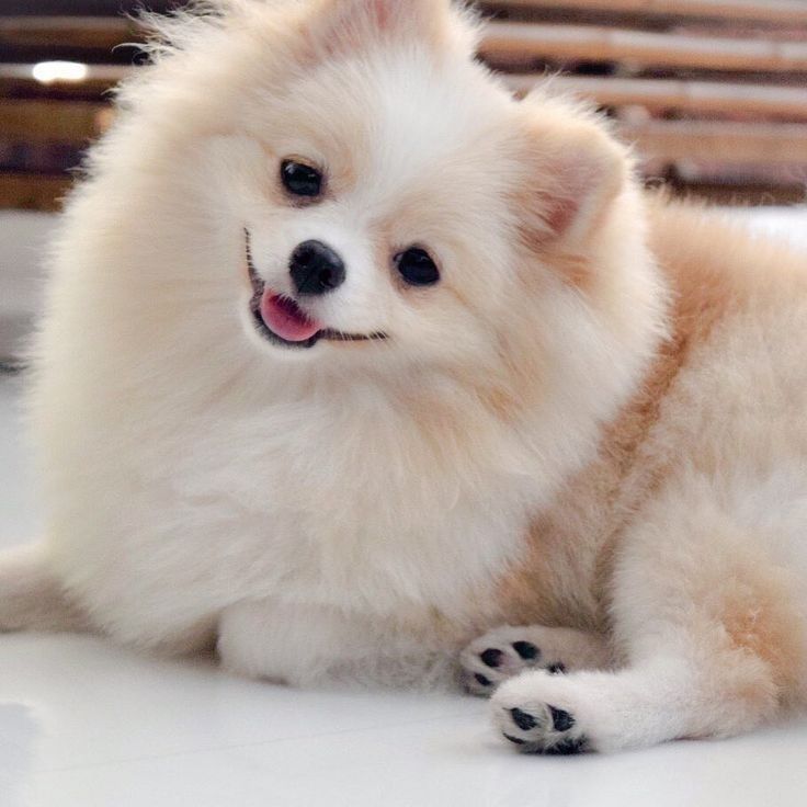 criadero pomerania argentina venta cachorros