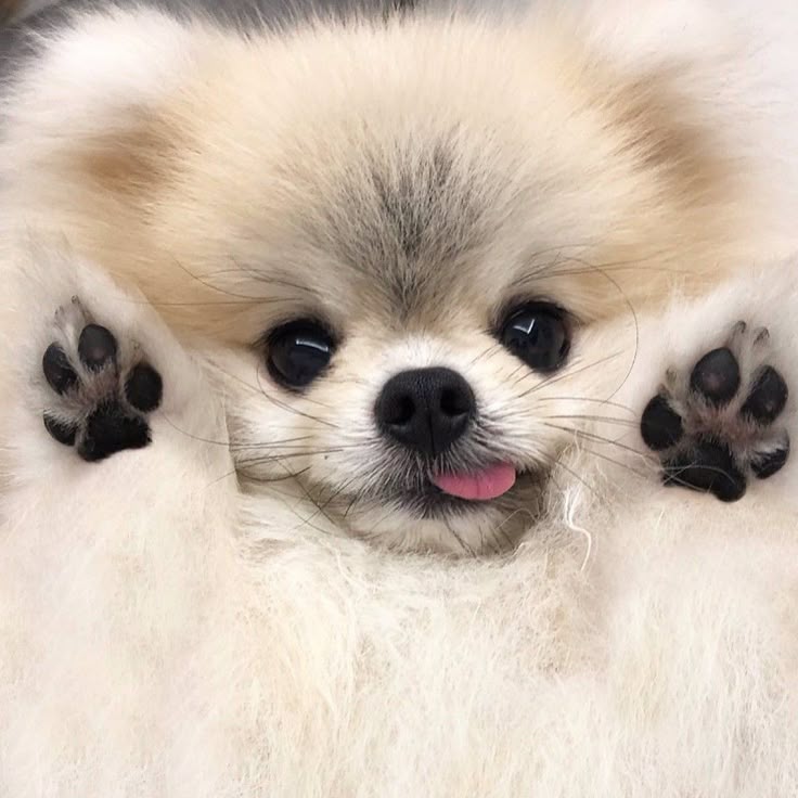 Pomerania argentina criadero venta