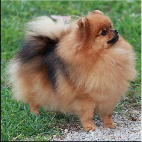 perrito pomerania argentina