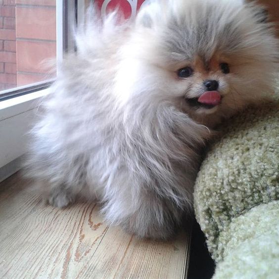 venta de perro pomerania argentina