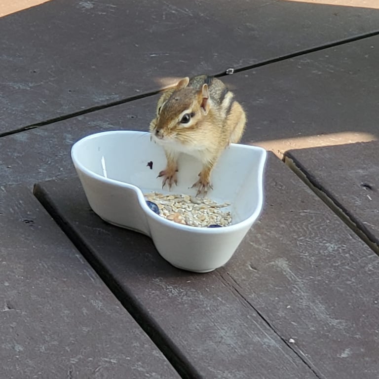 Animal Communication with wild animals like chipmunks