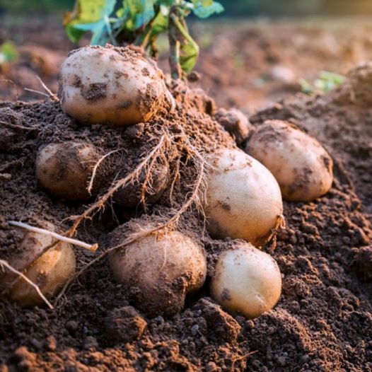 Freshly-dug white skinned organic potatoes on the dirt mound
