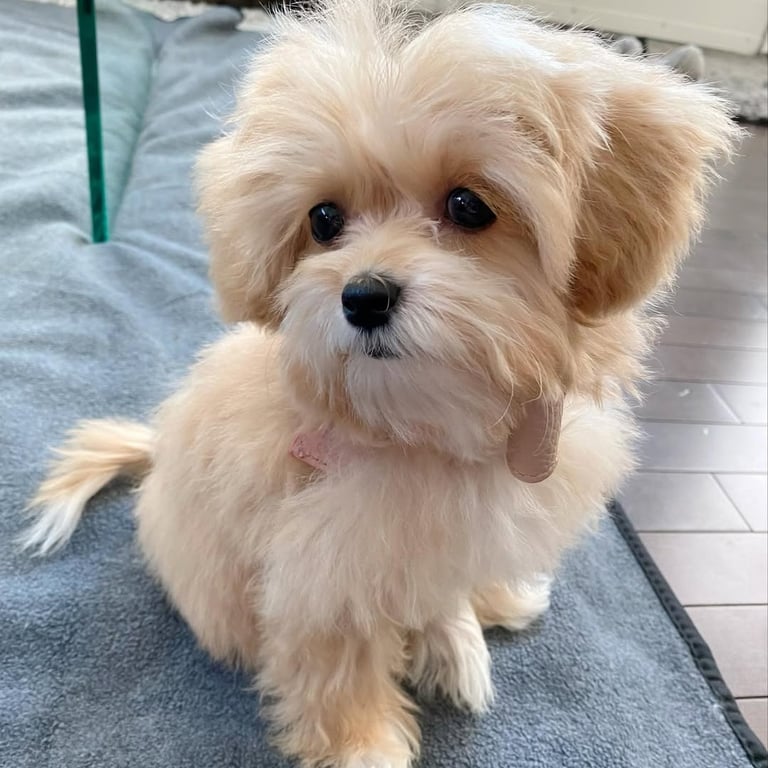 Maltipoo puppies for sale