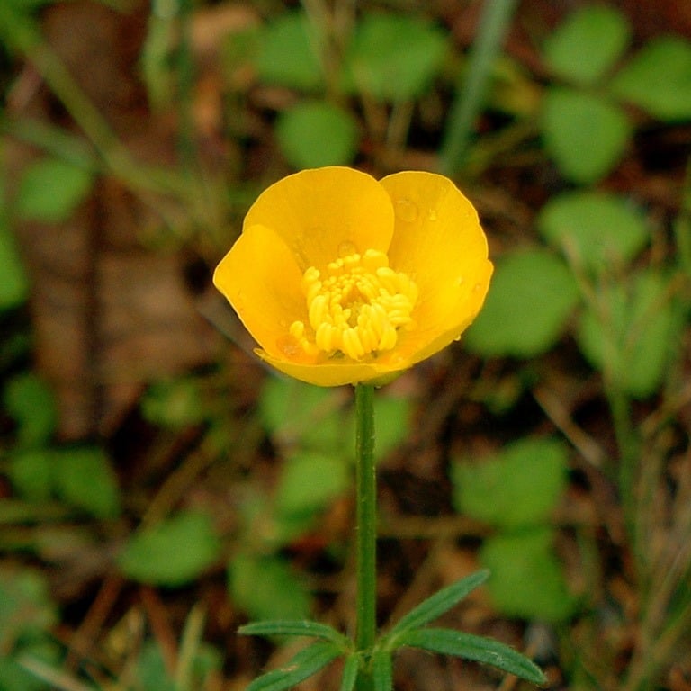 Buttercup