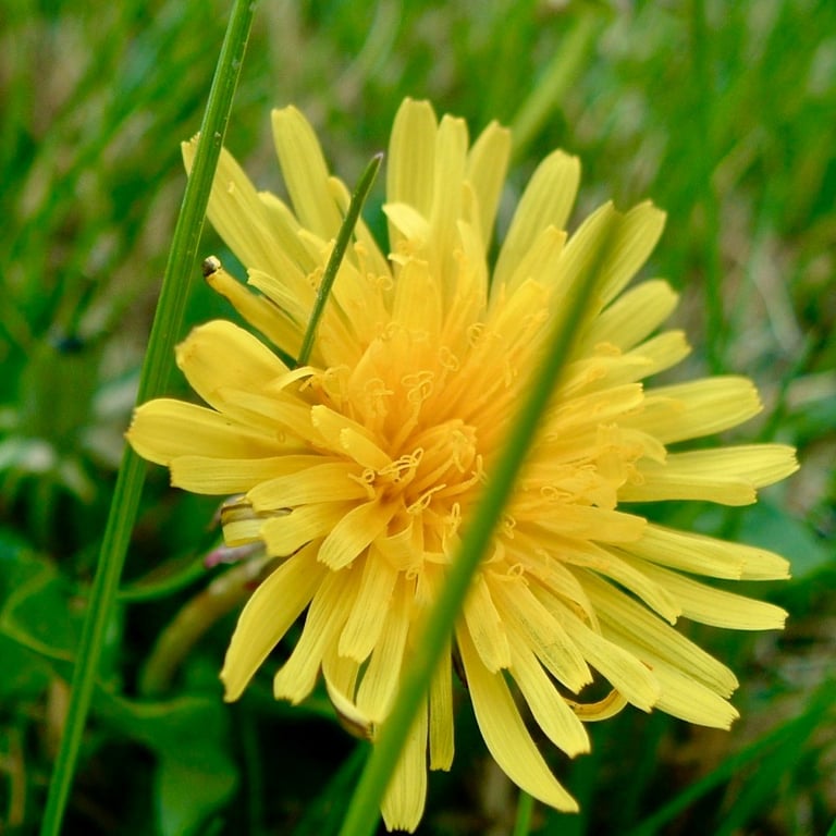Dandelion
