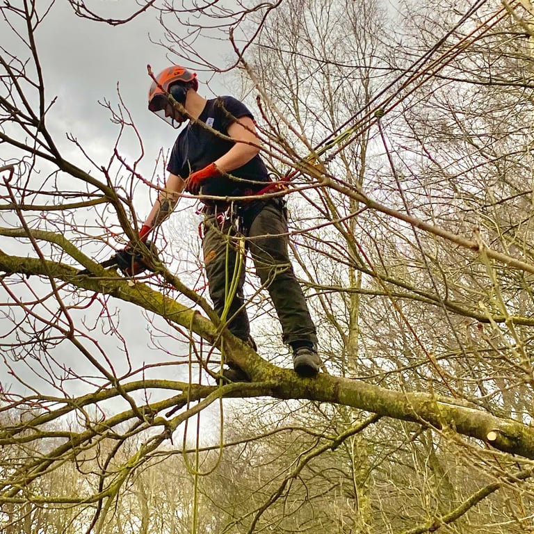 Chainsaw from rope and harness