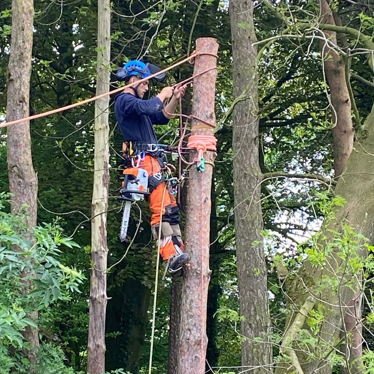 Aerial tree rigging