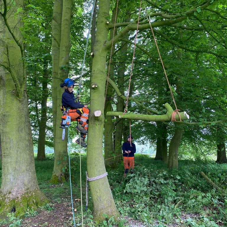 Tree rigging cradle balance