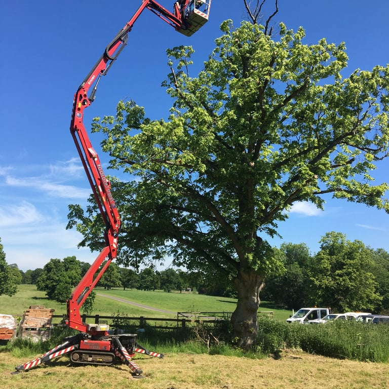MEWP aerial pruning