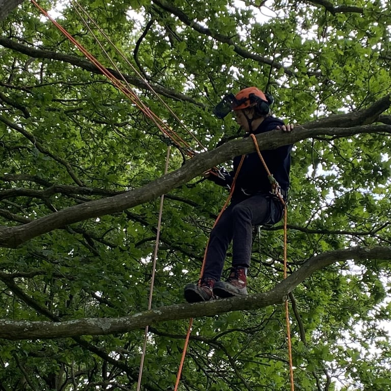 Tree climbing / branch walking