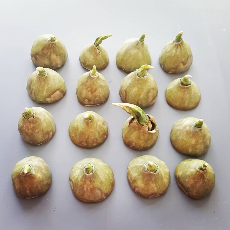 a bunch of tulip bulbs