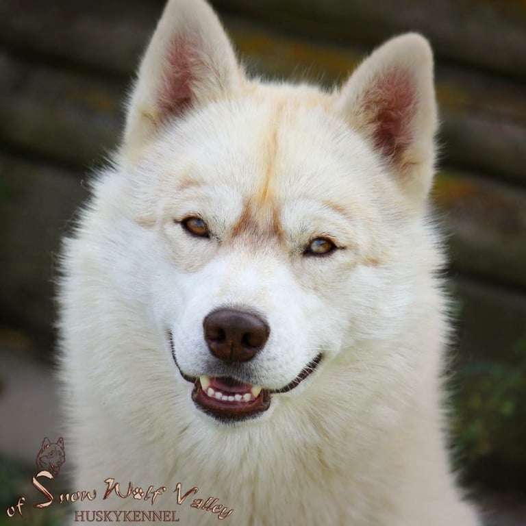 Husky-Erlebnisse, Husky-Ausfahrten, Husky-Trekkingtouren, Husky Abenteuer, Dietfurt, Bayern