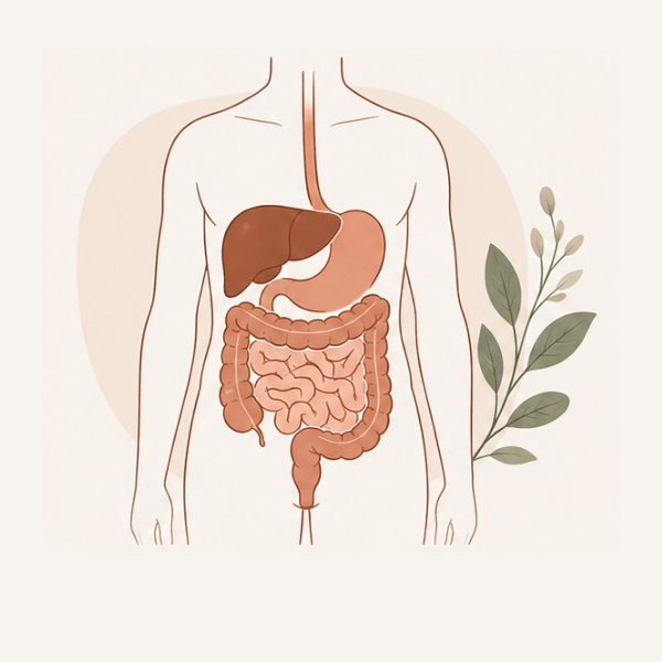 Anatomical illustration of the human digestive system including the stomach, liver, and intestines.