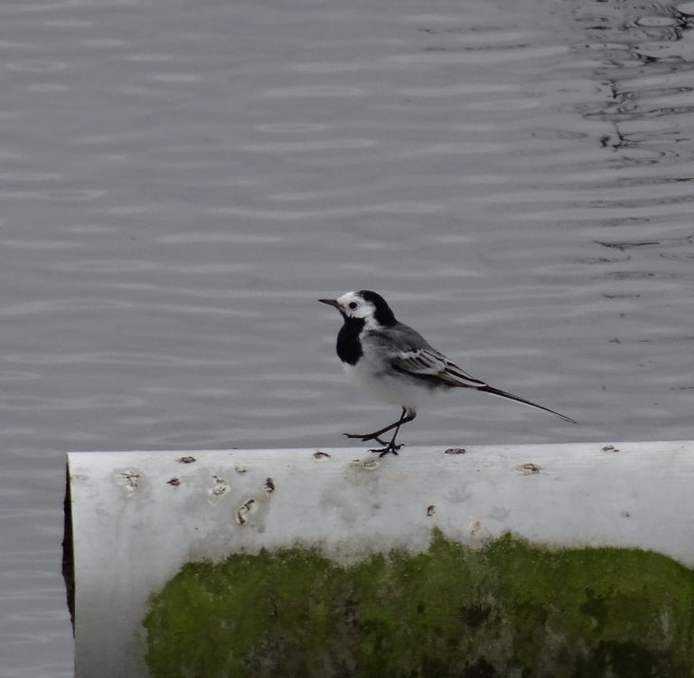 Bergeronnette grise sur une station de lagunage