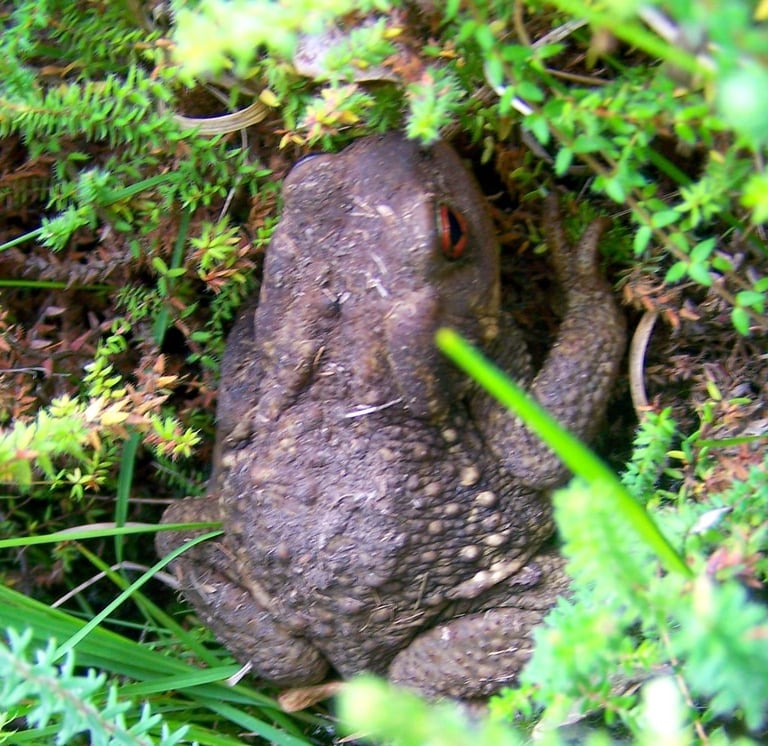 crapaux épineux dans une lande humide