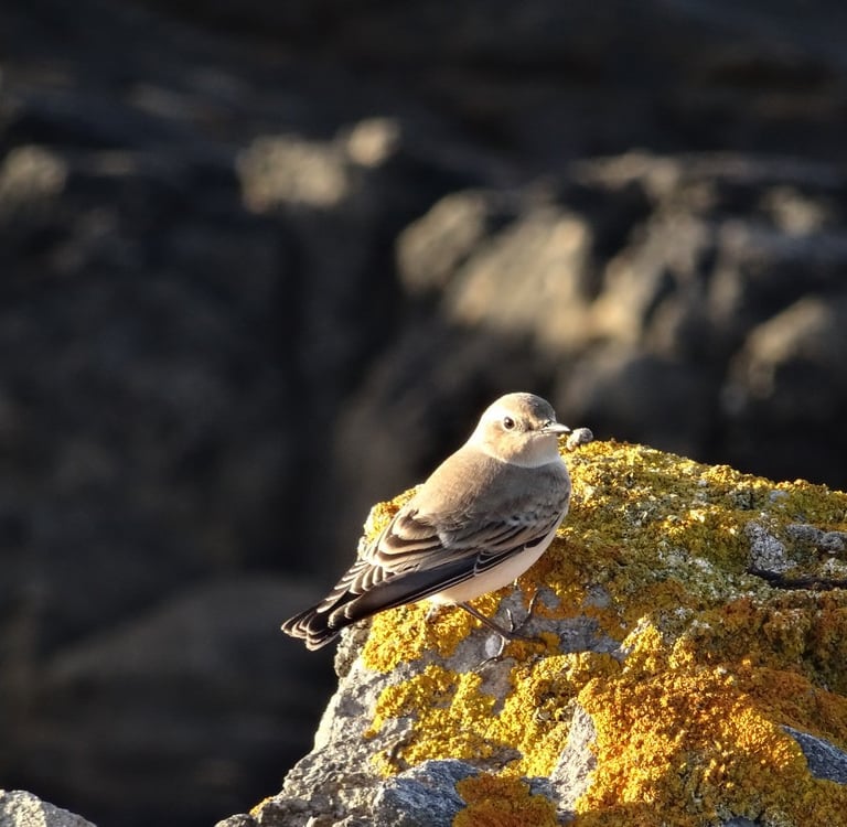 Traquet motteux en migration