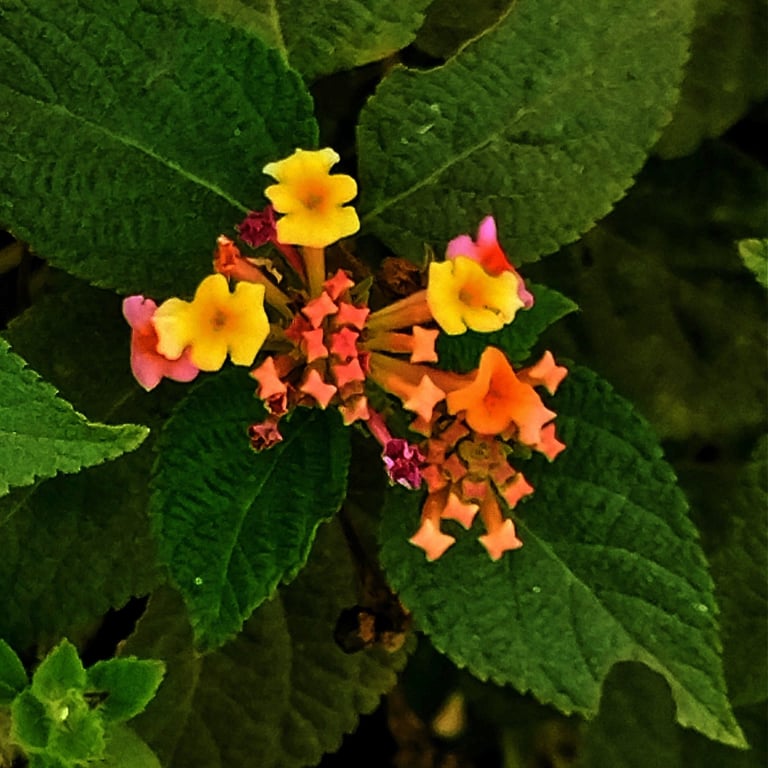 Branch of Lantana camara with flowers
