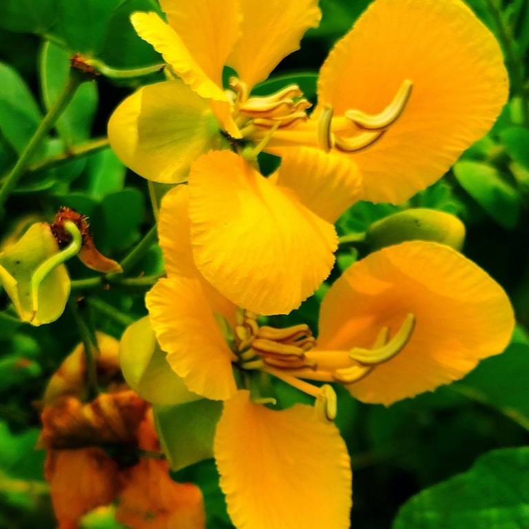 Flowers Senna bicapsularis