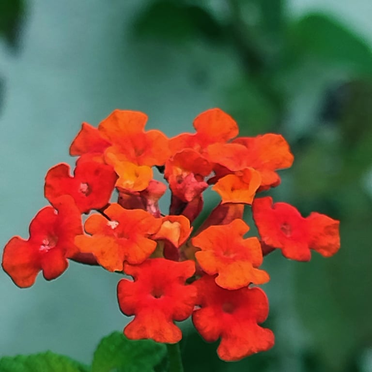 Flower bunch of Lanatana Camara