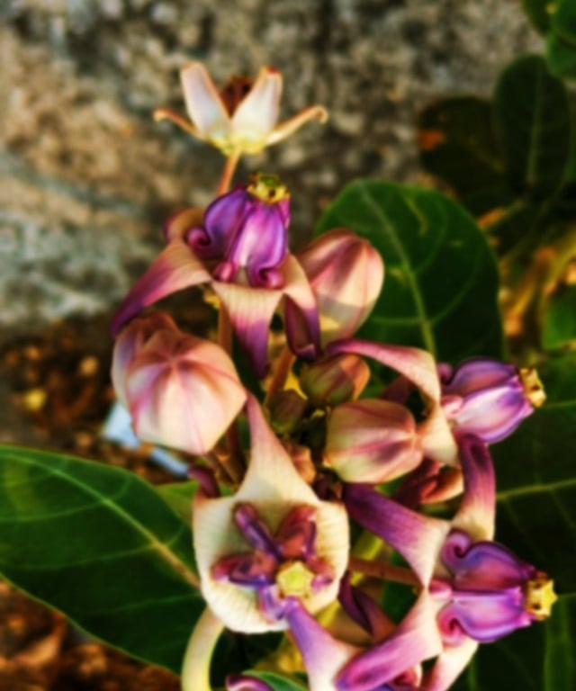 Flowers of Calatropis gigantea