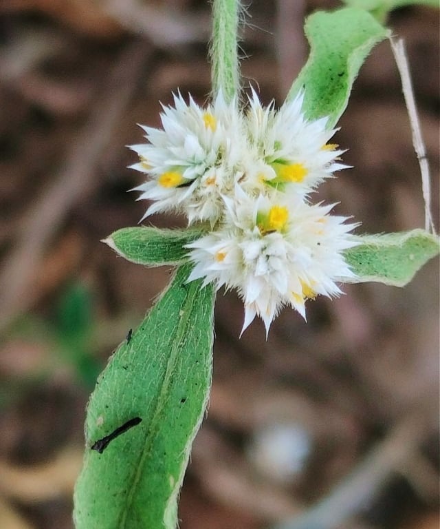 Flower of Alligator weed - Alternanthera philoxeroides