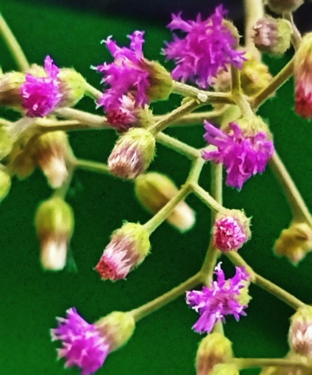 Flowers of tiny Iron weed