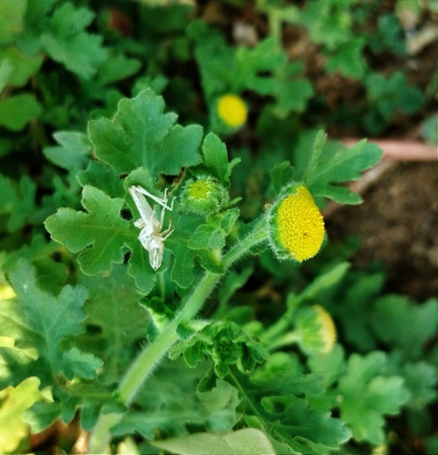 Plant of Grangea madaraspatana