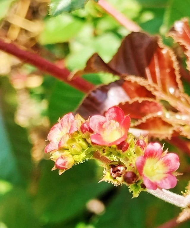 Flower of Jatropha gossypiifolia, bellyache bush