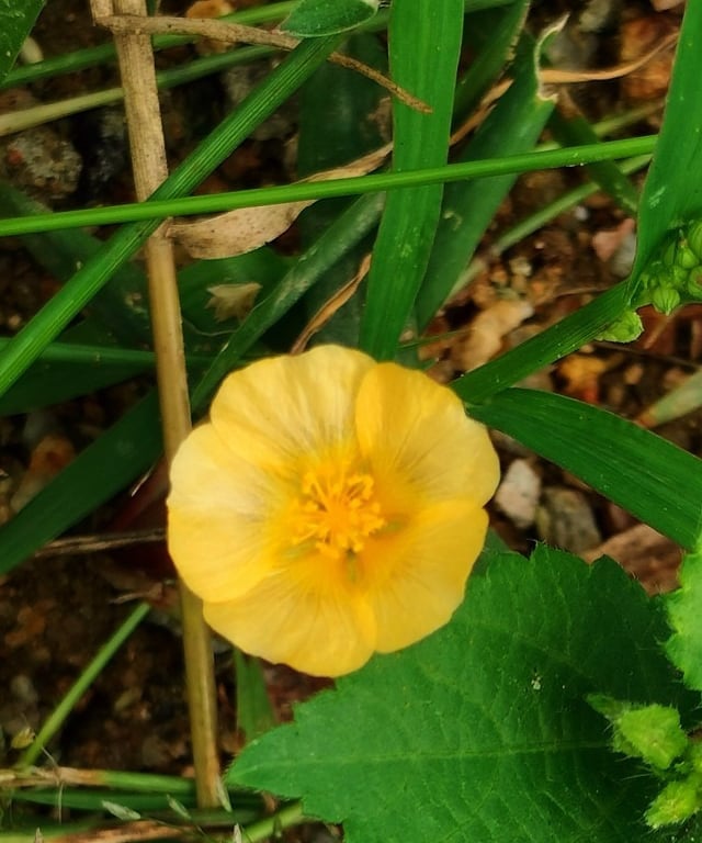 Flower and branches of Sida Cordifolia