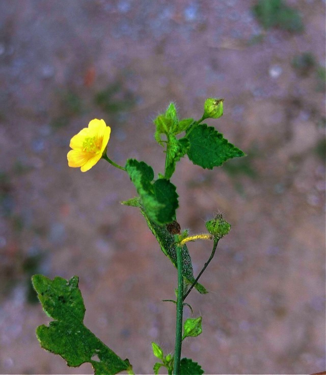 Plants of Sida cordilolia