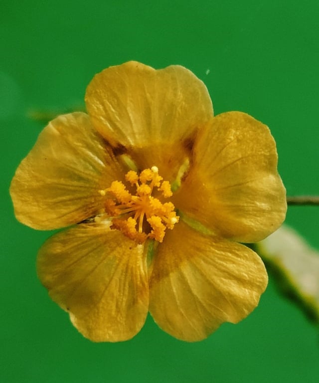 Flower of Sida Cordifolia