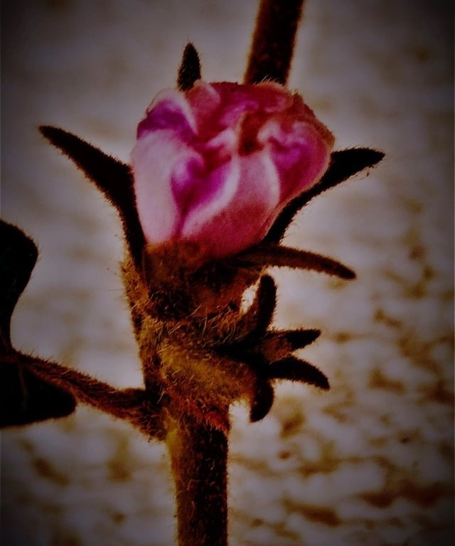 Flower bud of ipomoea eriocarpa