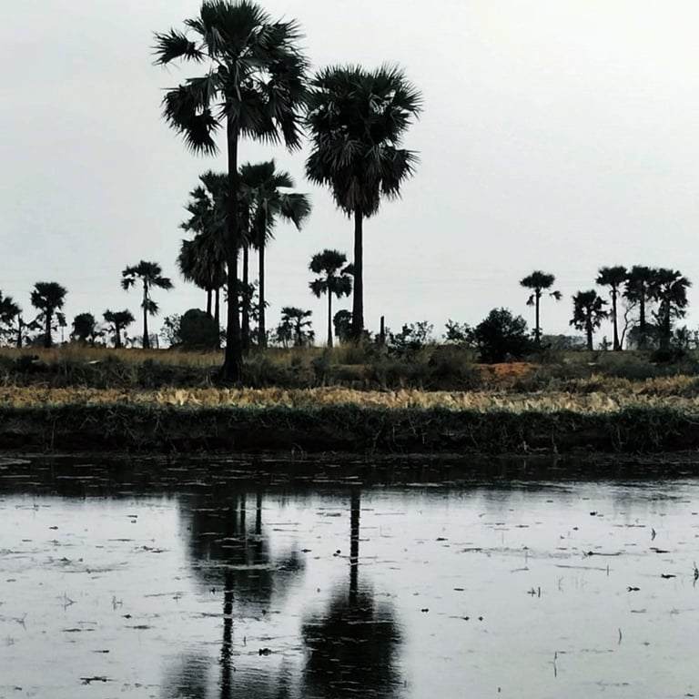 Common sight of Palm Trees on bunds of paddy field in Telangana State, India