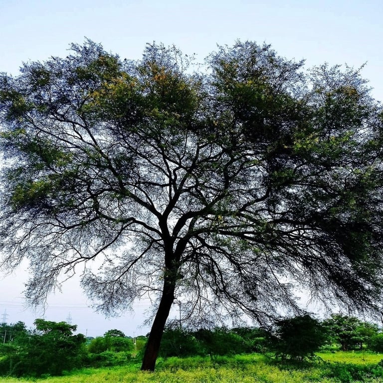 A tree at Ammanagar Layout, Nizamabad, Telangana State