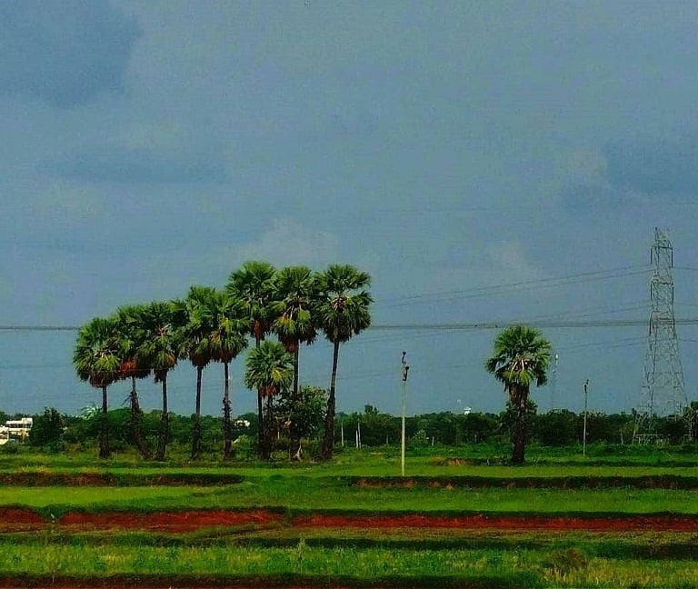 Palm trees in farm bunds in Suthanabad, a common view in Telangana