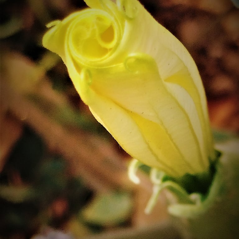 Datura innoxia flower buds