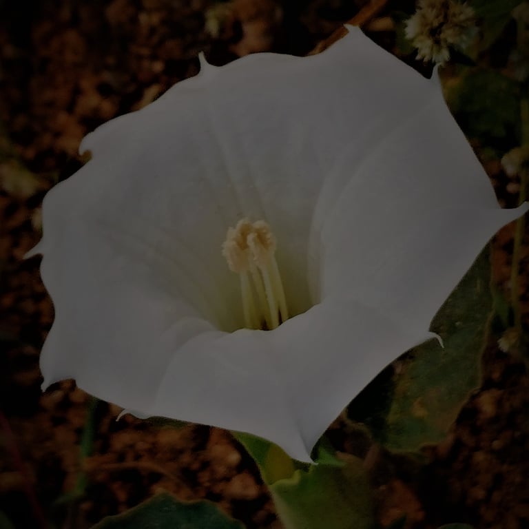 Datura innoxia flower