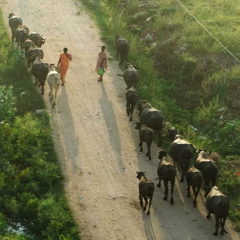 Women in Nalgonda, Telangana taking buffalloes for grazing
