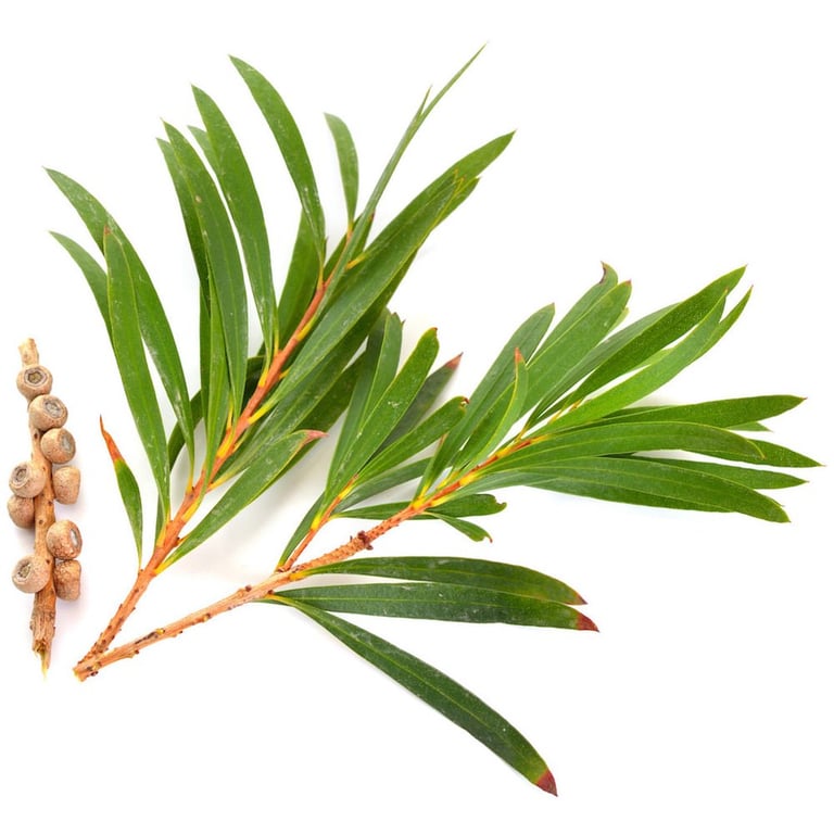 arbatmedzio eterinis aliejus difuzoriui eko naturalus 
