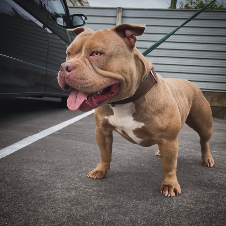 lilac pocket american bully New Zealand