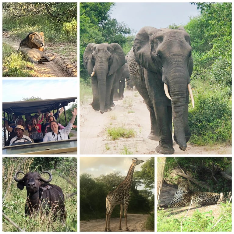 a collage of pictures of animals and people in a safari
