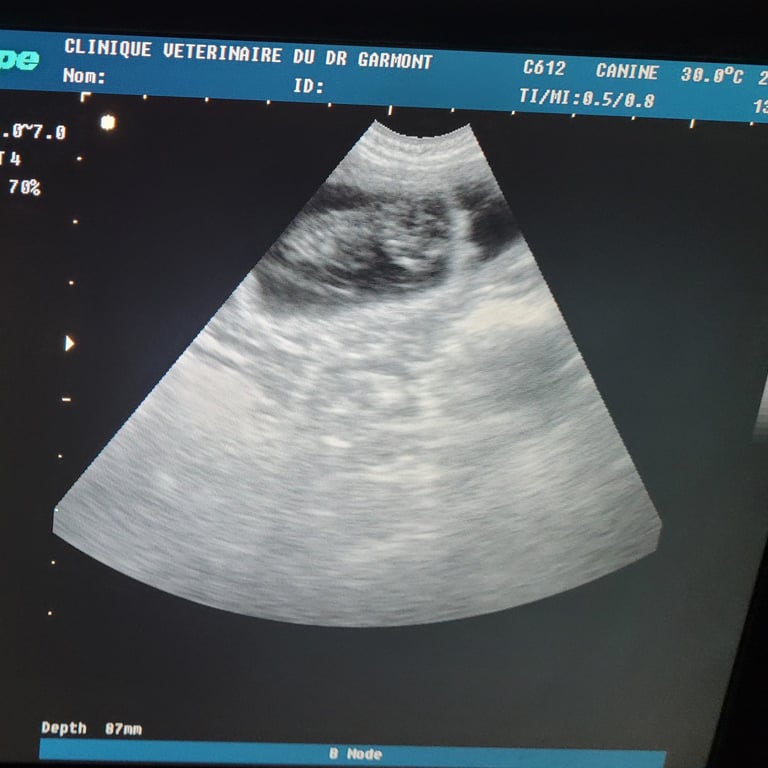 Echo Tessie Schnauzer nain noir