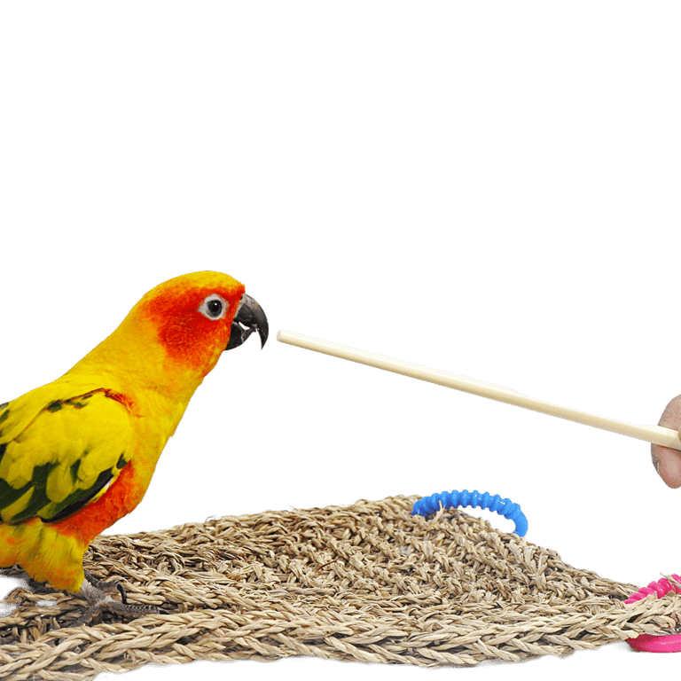 bird training - bird target training