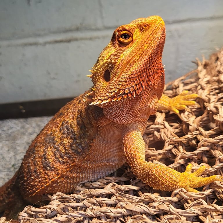 Bearded dragon-Pet Den