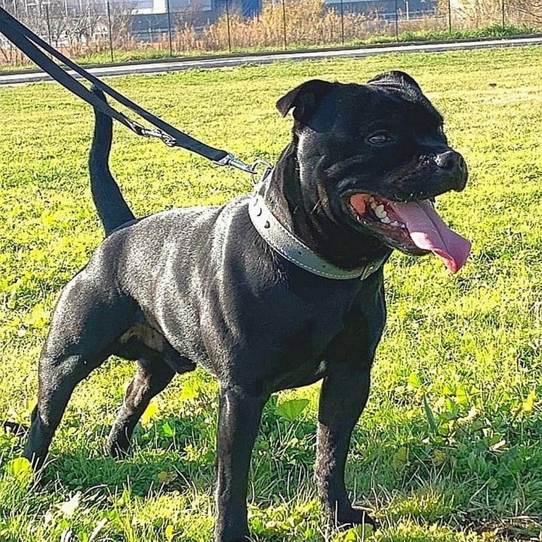 Allevamento Staffordshire bull terrier a Ferrara