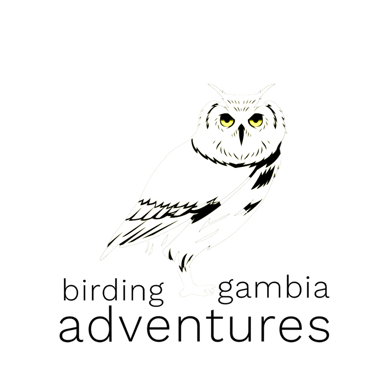 Birding  Adventures Gambia logo - bird photography and birdwatching tours