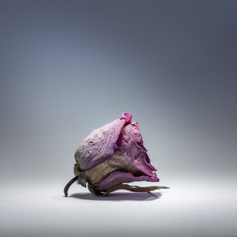 Sample image from Reverie for a Bloom fine art photography collection. Wilted rose on grey.
